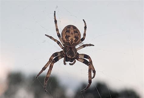 do orb weavers bite.